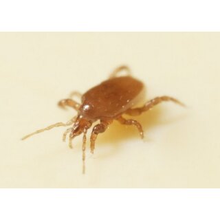 Raubmilben Phytoseiulus persimilis 1000 Stck.