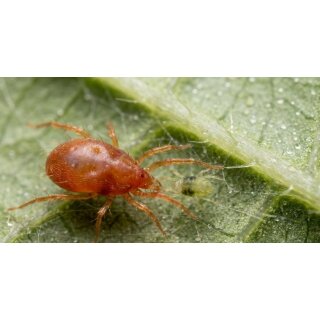 Raubmilbe Amblyseius swirski gegen Thripse, 25 Tüten, 100 qm