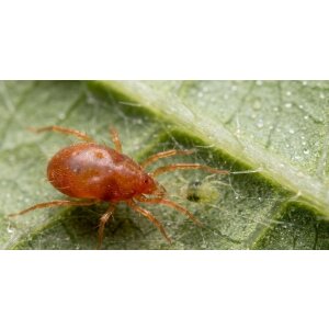 Raubmilbe Amblyseius swirski gegen Thripse, 25...